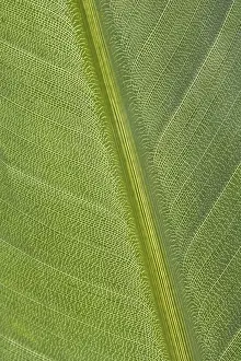 Close Up Leaf Imprime: Green leaf
