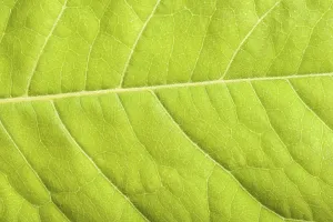 Macro Leaf Photography Imprime: Green leaf close up