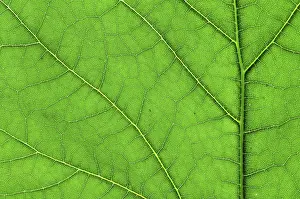 Green Leaf Macro Photography Imprime: Green leaf macro