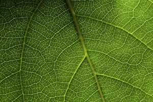 Green Leaf Macro Imprime: Green leaf macro