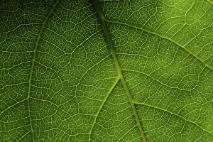 Leaf Detail View Imprime: Green leaf macro