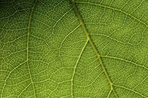 Green Leaf Macro Imprime: Green leaf macro