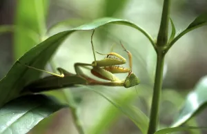 Wildlife Macro Photography Imprime: Green leaf mantis no.1