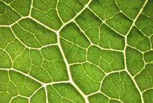 Large Emerald Leaves Imprime: Green leaf, structure