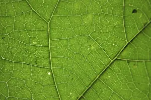 Deserted Green Landscape Imprime: Green leaf texture