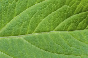 Green Leaf Texture Imprime: Detail of green leaf texture