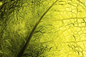 Green Leaf Texture Imprime: Green leaf texture
