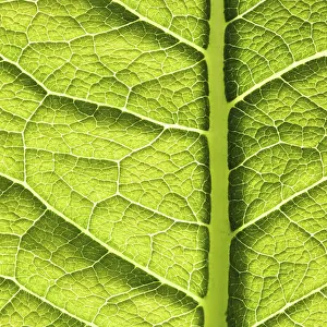 Green Plant Texture Imprime: Green leaf texture. Abstract spring background