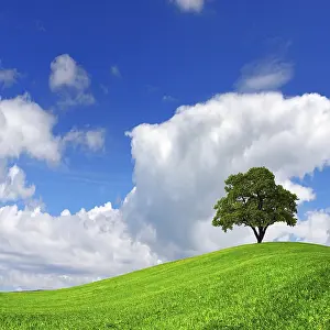 Rural Ecology Imprime: Green tree