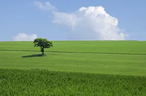 Green Tree Landscape Imprime: The green tree in the fields
