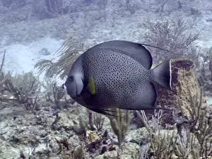 Pez ángel Imprime: Gray angelfish print