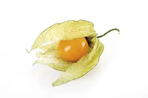 Fresh Ground Cherries Imprime: Groundcherry (Physalis)