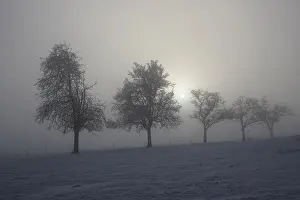 Snowy Forest Landscape Imprime: Group of trees in diffused light