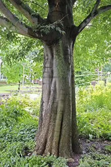 Bovids In Nature Imprime: Hackberry tree (Celtis australis)