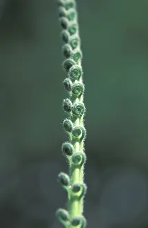 Nature Photography Formats Imprime: Halm with rolled leafs