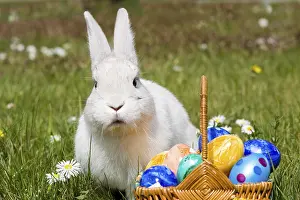 Easter Bunny Imprime: Hare Easter Bunny, White Hare with Easter Eggs in Nest