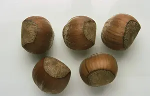 Single Colored Backgrounds Imprime: Hazelnuts, Hazelnuts