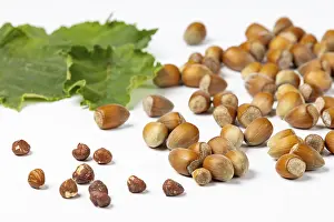 Hazelnut Bush Leaves Imprime: Hazelnuts in and without shell