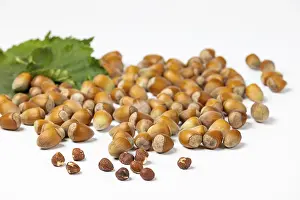 Hazelnut Bush Imprime: Hazelnuts in and without shell