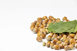 Common Hazel Plant Imprime: Hazelnuts in shell and hazelnut bush leaf