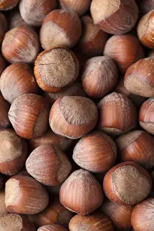 Empty Nature Scenes Imprime: Many whole hazels