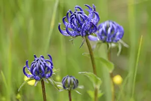 Bavaria Germany Nature Imprime: Hemispherical Devil's Claw (Phyteuma hemisphaericum)