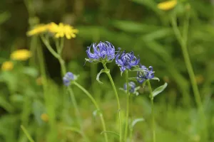 Bavaria Germany Nature Imprime: Hemispherical devil's claw (Phyteuma hemisphaericum)