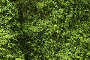 Close Up Tree Details Imprime: High resolution image capturing the lush