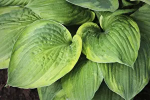 Asparagus Family Plants Imprime: Hosta leaves pattern background