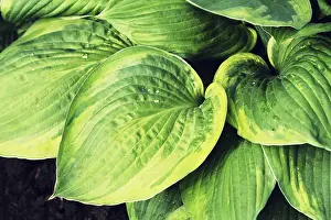 Leaf Pattern Design Imprime: Hosta leaves pattern background
