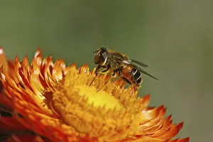 Syrphid Fly Pictures Imprime: Hoverfly on straw flower