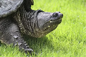 Impresiones de Un gran tortuga de presa en el pasto. Minnesota, EE.UU Tortugas Mordedoras Imprime: Un gran tortuga de caja en el pasto.