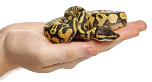 Ball Python Imprime: Human hand gently holding a yellow and black patterned ball python