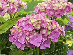 Hydrangea In Bloom Imprime: Hydrangea in bloom in a garden