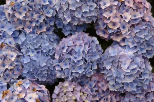 Botanical Garden Plants Imprime: Hydrangea blossoms, Hydrangea macrophylla