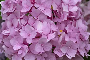 Deserted German Garden Scene Imprime: Hydrangea flower (Hydrangea), close up