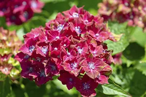 Bavaria Germany Nature Imprime: Hydrangea flower (Hydrangea), close up