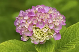 German Flora Botany Imprime: Hydrangea, hydrangea, hydrangea blossom