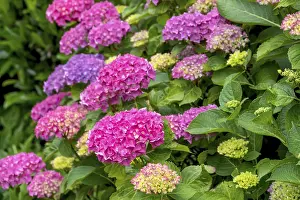 Hydrangea Blossom Imprime: Hydrangea, hydrangea, hydrangea blossom