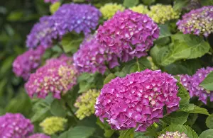 Blue Hydrangea Blossom Imprime: Hydrangea, hydrangea, hydrangea blossom