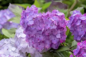 Hydrangea Flower Imprime: Hydrangea, hydrangea, hydrangea flower