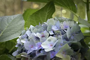 Bigleaf Hydrangea Bloom Imprime: Hydrangea (Hydrangea macrophylla)