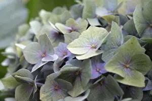 Impresiones de 'Hidranga (Hydrangea macrophylla), inflorescencia redonda con flores delicadas de colores pastel solitarias en verde, lilas y rosa, close-up, Dortmund, Renania del Norte-Westfalia, Alemania' Dortmund Imprime: Hidranga (Hydrangea macrophylla)
