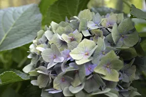 Impresiones de 'Hydrangea (Hydrangea macrophylla), inflorescencia redonda con flores delicadas de colores pastel solitarias en verde, lilas y rosa, rodeada por grandes hojas, close-up, Dortmund Dortmund Imprime: Hidrágica (Hydrangea macrophylla).