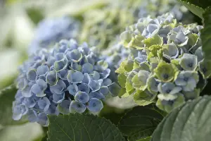 Hydrangeaceae Plant Imprime: Hydrangea (Hydrangea macrophylla)