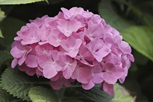 Bigleaf Hydrangea Blossom Imprime: Hydrangea (Hydrangea macrophylla)