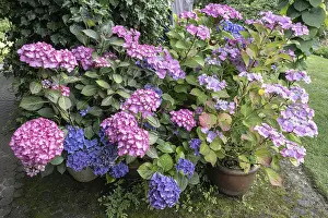 Bigleaf Hydrangea Bloom Imprime: Hydrangea (Hydrangea macrophylla)