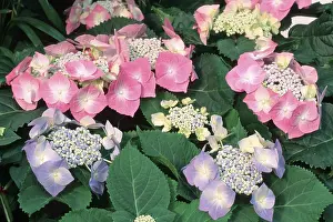 Horizontal Flower Formats Imprime: Hydrangea (Hydrangea macrophylla)