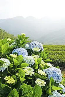 French Hydrangea Blossom Imprime: Hydrangea (Hydrangea macrophylla) in front of mountains