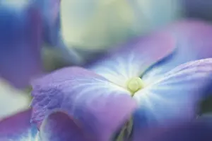 Close Up Hydrangea Flowers Imprime: Hydrangea macrophylla shrub